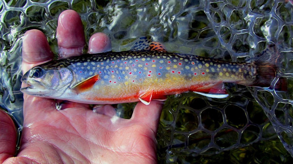 Small but pretty, it's always a pleasure to catch colourful Brook Trout like this