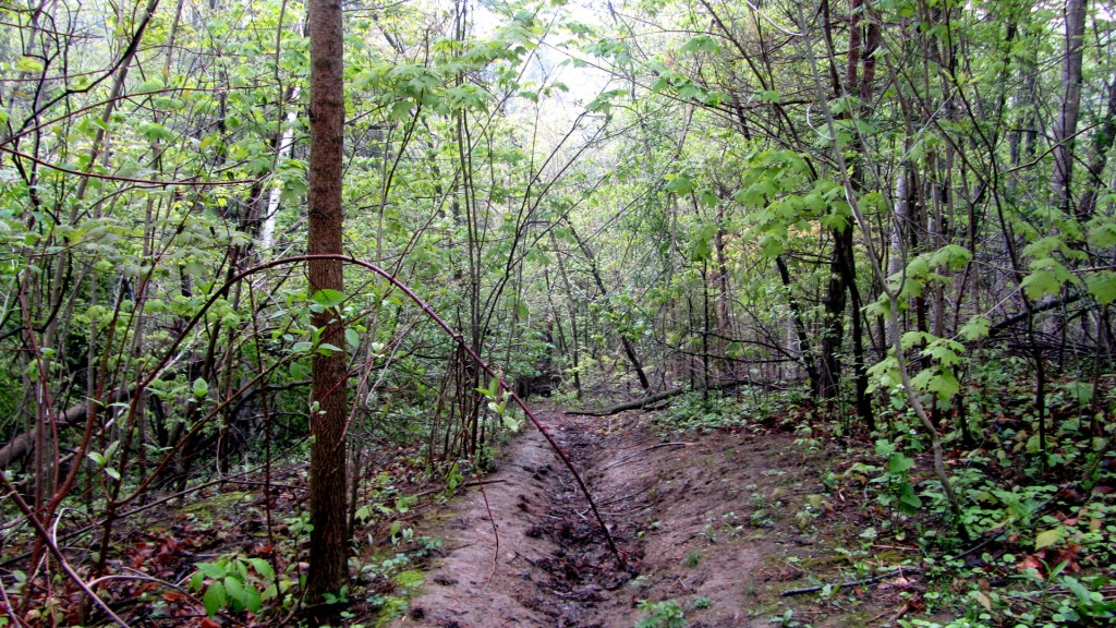 The path to the water was fairly visible here, but would not be so easy to find on the way back