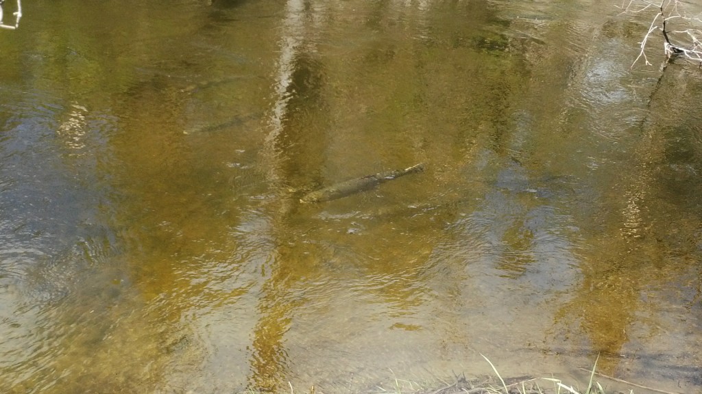 A number of active Steelhead could be seen feeding in this pool
