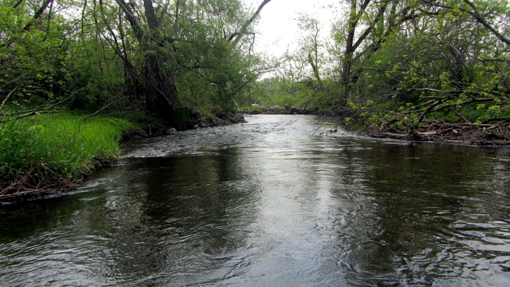 A wider-than-average stretch of the stream I fished Wednesday morning