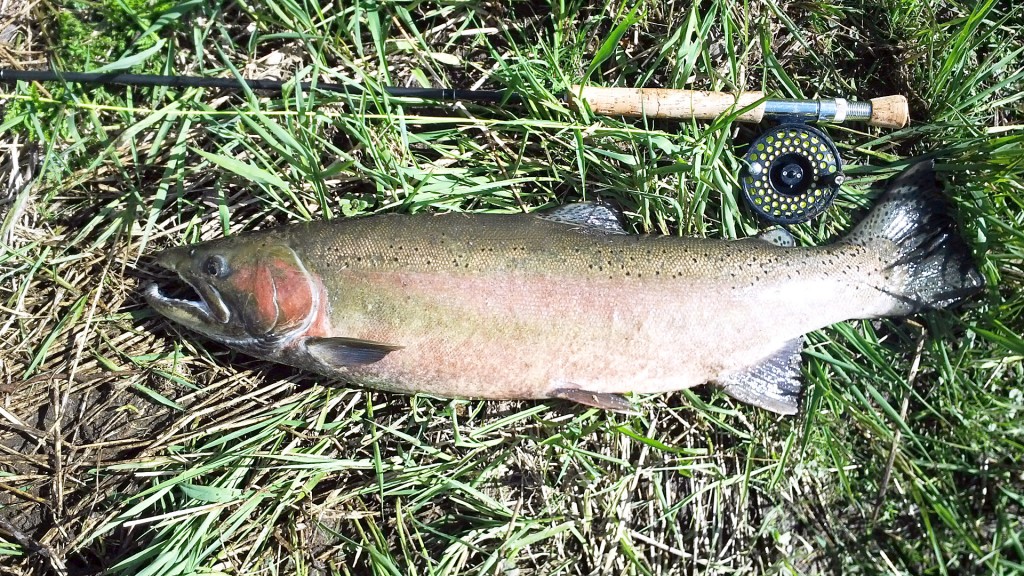 My second Steelhead on a fly (the first one jumped out of my net before I could snap a photo)