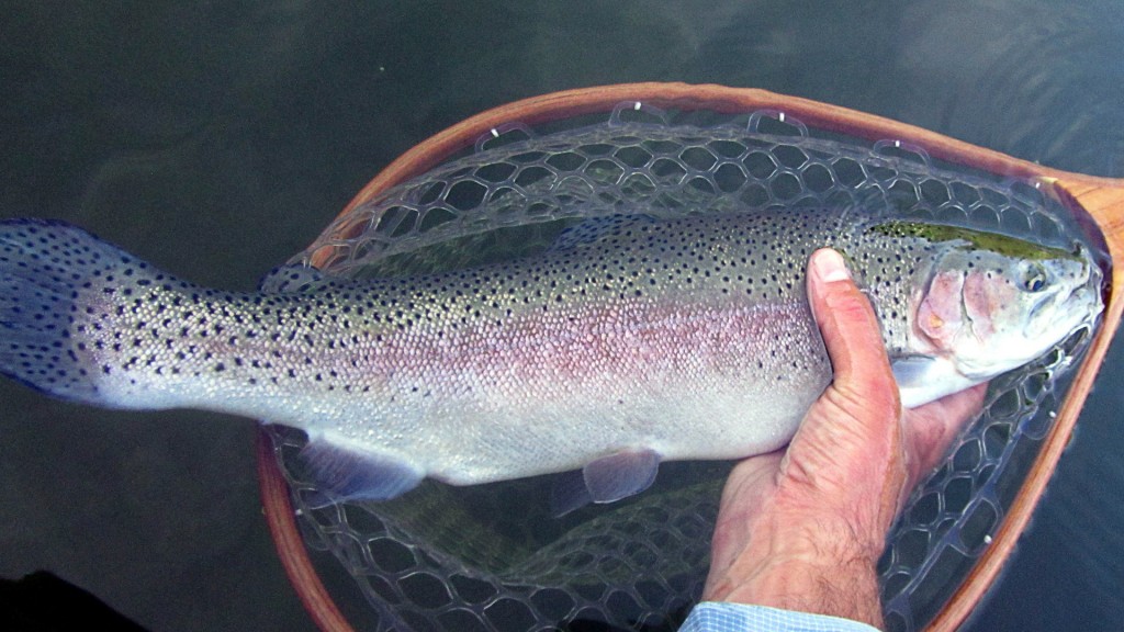 A large rainbow that slammed a simulator twitched on the surface.