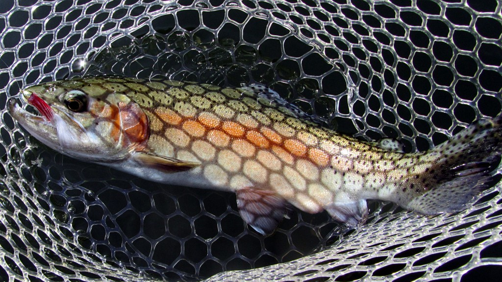 A colourful rainbow caught on a productive white crystal bugger with red hackle collar.