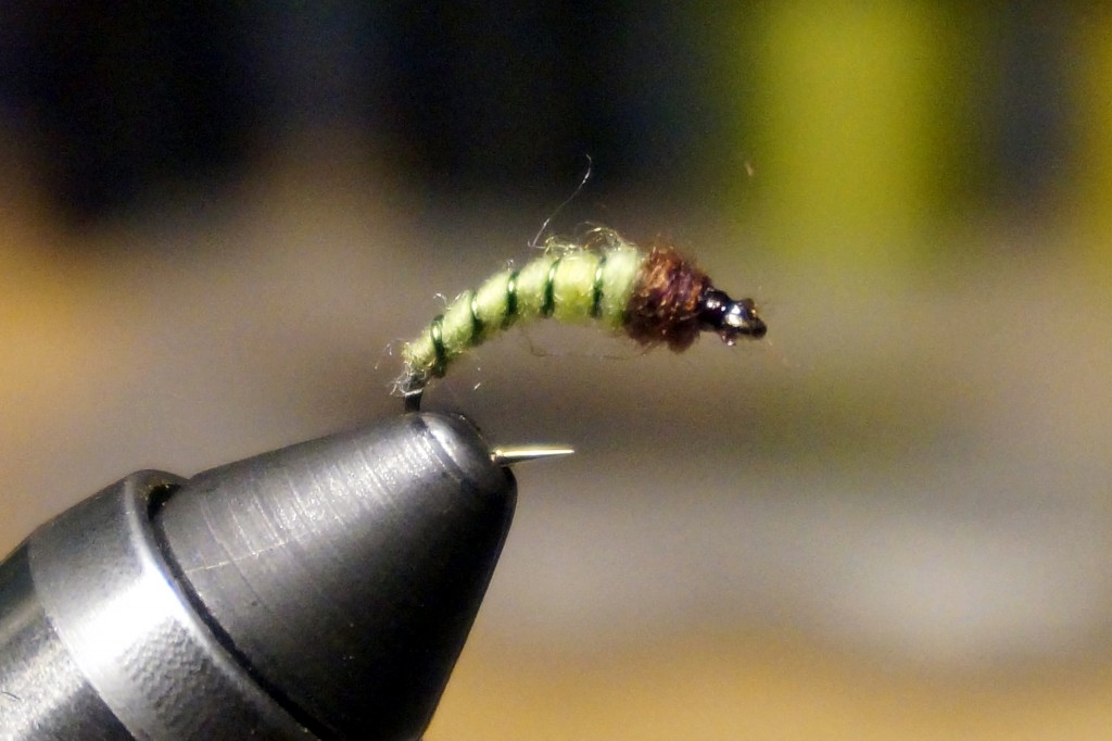 Caddis pupa nymph: one of the simplest, yet most effective sub-surface flies on the Grand