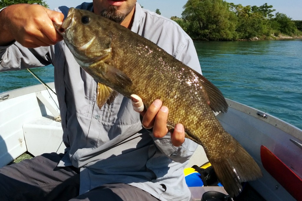 A nice Detroit River Smallmouth Bass caught on the fly
