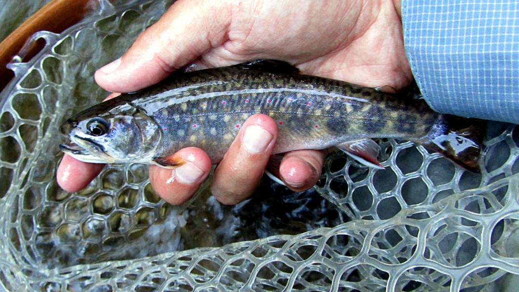 An average sized Brook Trout for this section of river