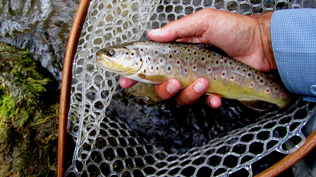 A mid sized brown, the first fish rear its head from the previous hole