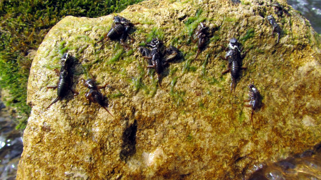 There's no shortage of stoneflies here