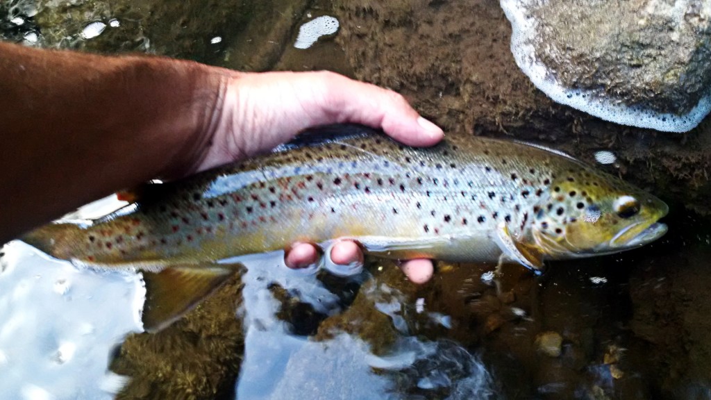 A nice Brown Trout landed after a very memorable take