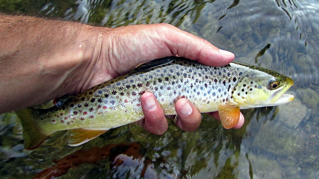 Nice little Brown Trout caught beneath a fallen tree branch