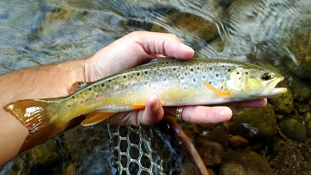 The first fish landed at the bottom end of a nice run