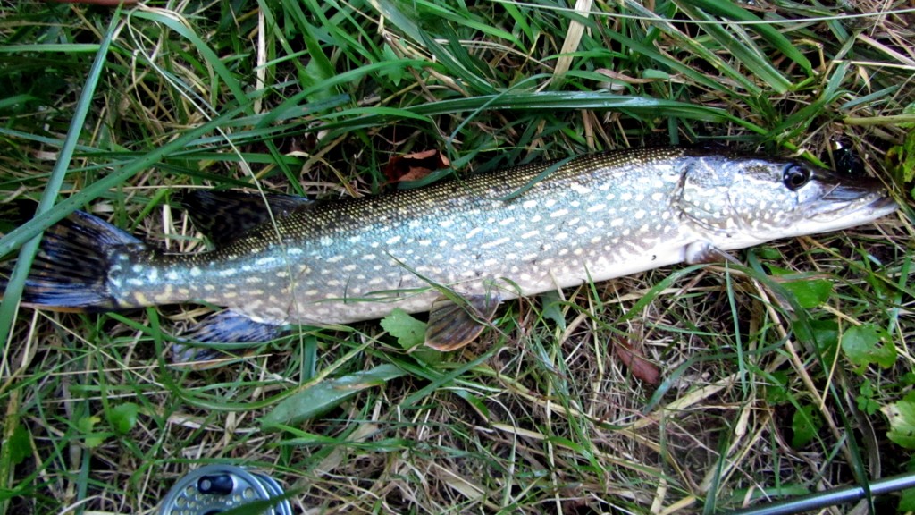 An unexpected surprise while fishing a nice hole on the Upper Credit River