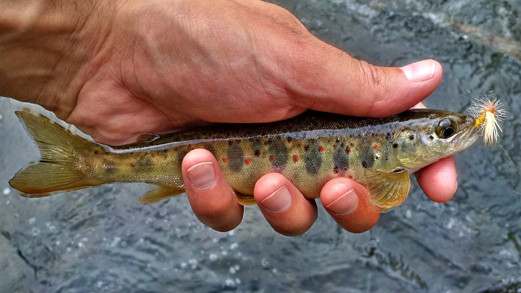 I caught a couple of these small, super-aggressive stocked Atlantic Salmon