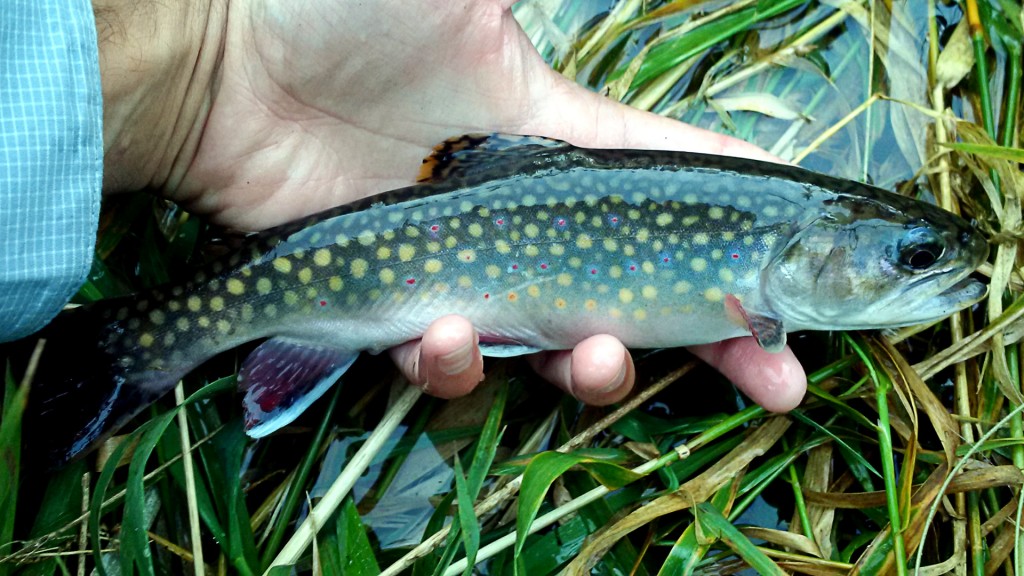 A beautiful small stream Brook Trout