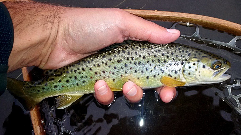 The first Brown Trout of the day, caught on a Sparkle Caddis variation.