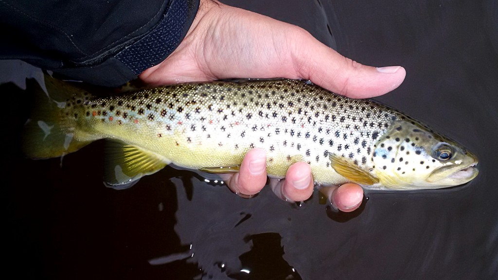 Nice brown trout taken on a Walt's Worm
