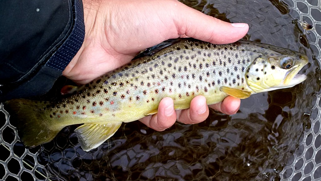 Last resident trout of 2014, once again caught on a Sparkle Caddis