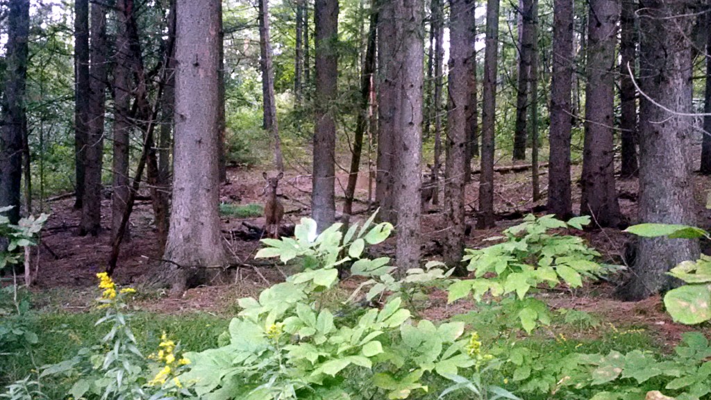 A couple Deer spotted last weekend while driving back to the ponds