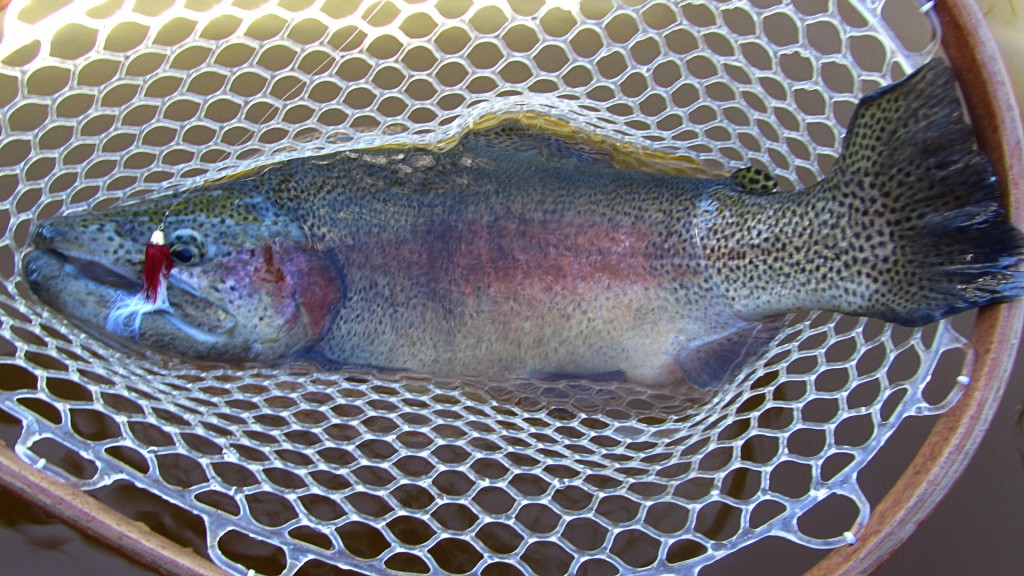 One of the larger Rainbow Trout I caught at Glen Haffy this year