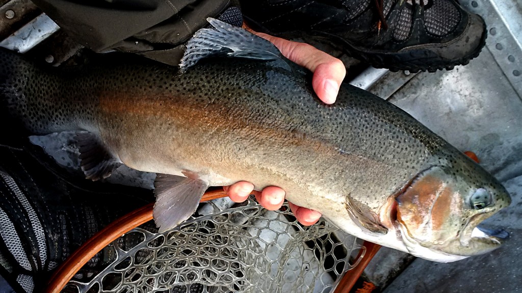 A large rainbow caught while sight fishing dry flies