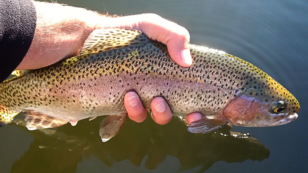 A nice looking rainbow trout caught on a sunny fall day