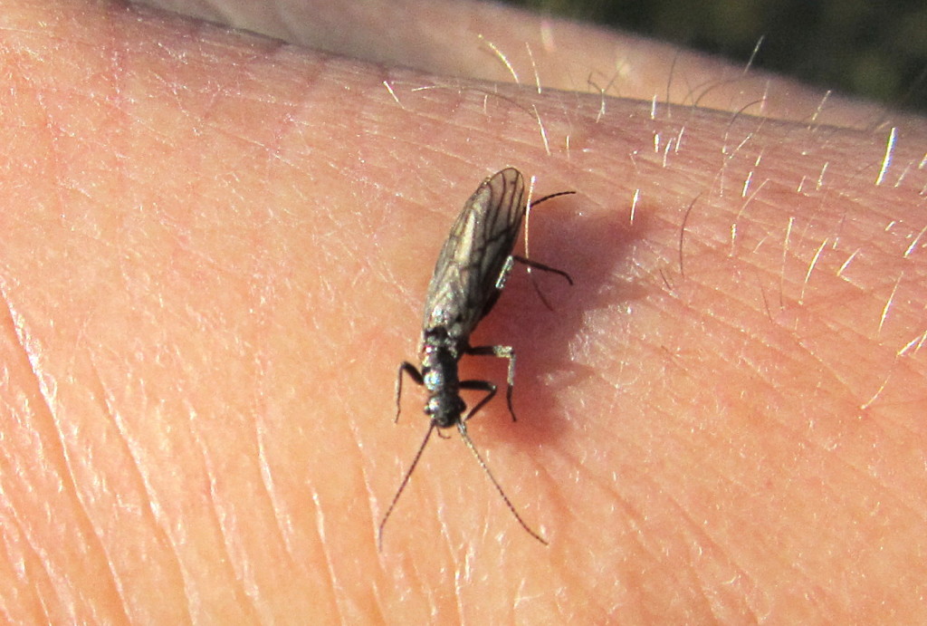 Lots of small black stoneflies were seen on many of the brookie streams.