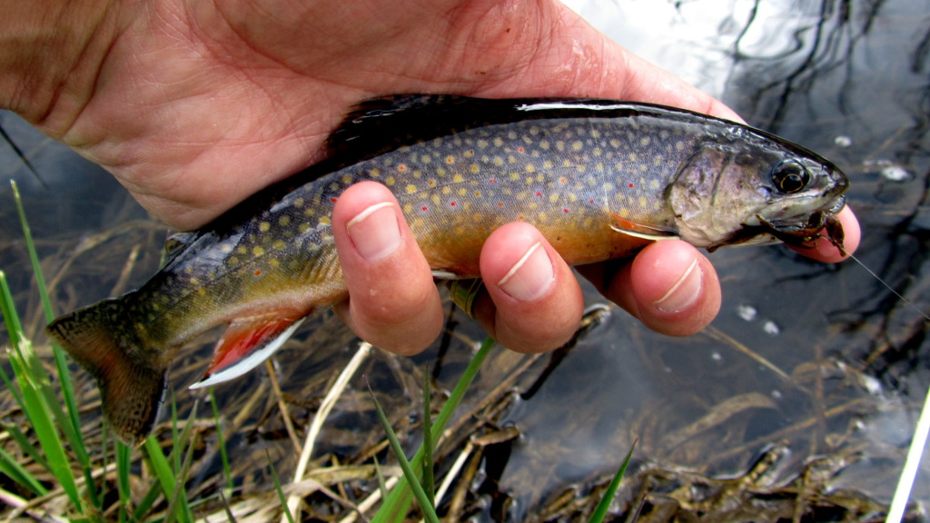 My 3 weight experienced lots of small colourful Brook Trout like this throughout the week.