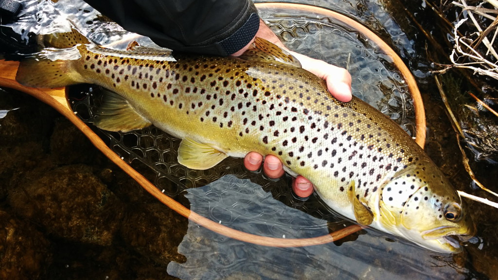 A hard earned 21" Grand River Brown Trout.