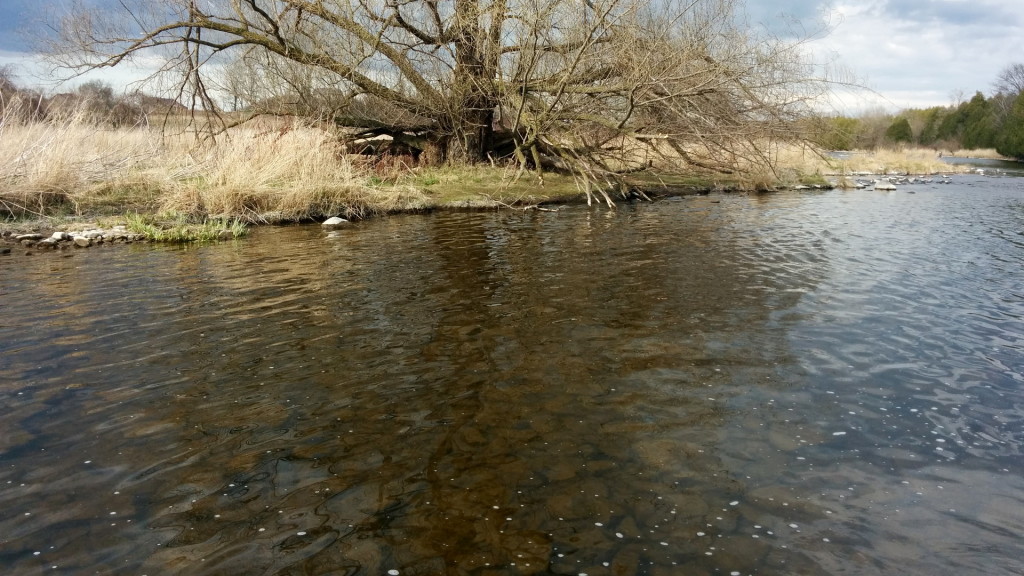 Abnormally clear, low water on the Grand River.