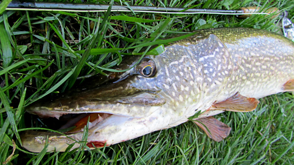 Razor sharp teeth - efficient trout eating tools. 