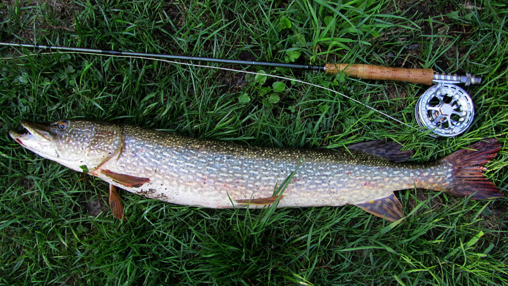 This unexpected Pike put a serious bend in my four-weight.