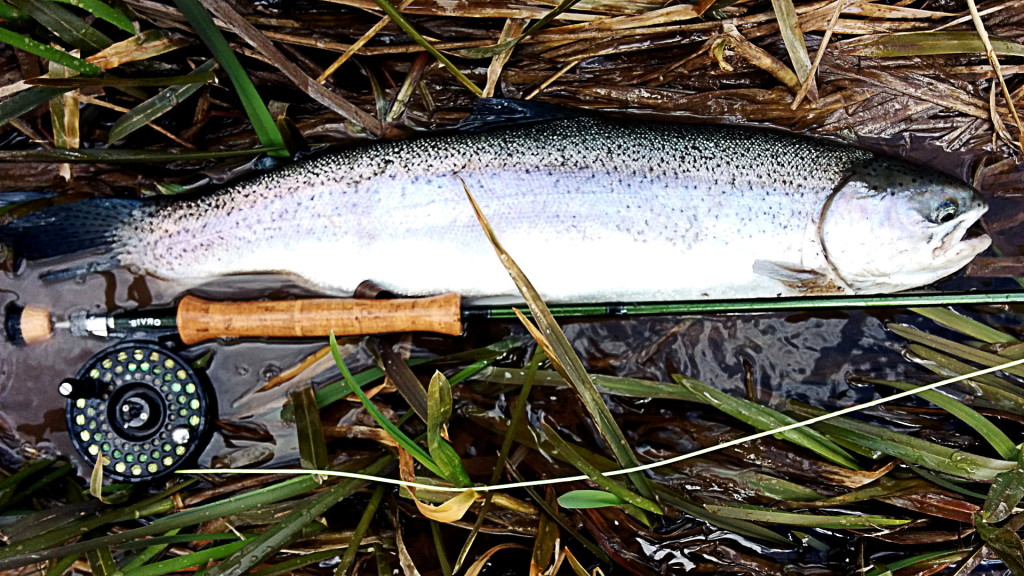 A hard earned Steelhead from the Credit River during opening week.