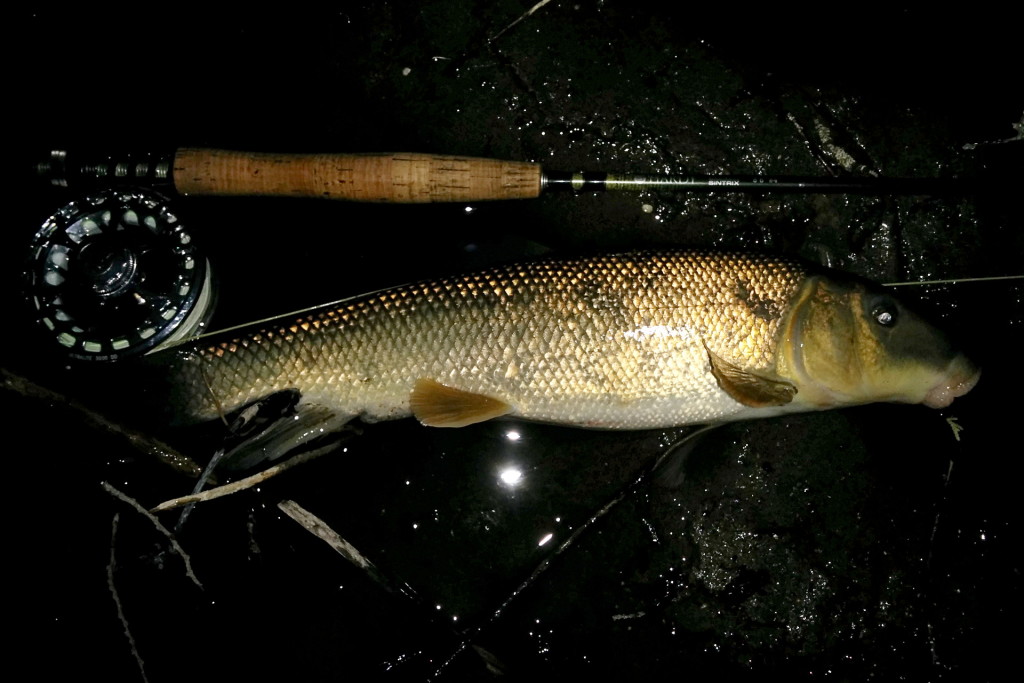 I caught this Sucker after dislodging a snag at the bottom of a nice deep pool.