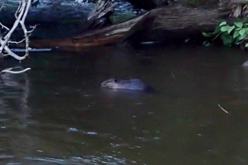 A Beaver, going about its business after we were both startled when it nearly bumped into me.