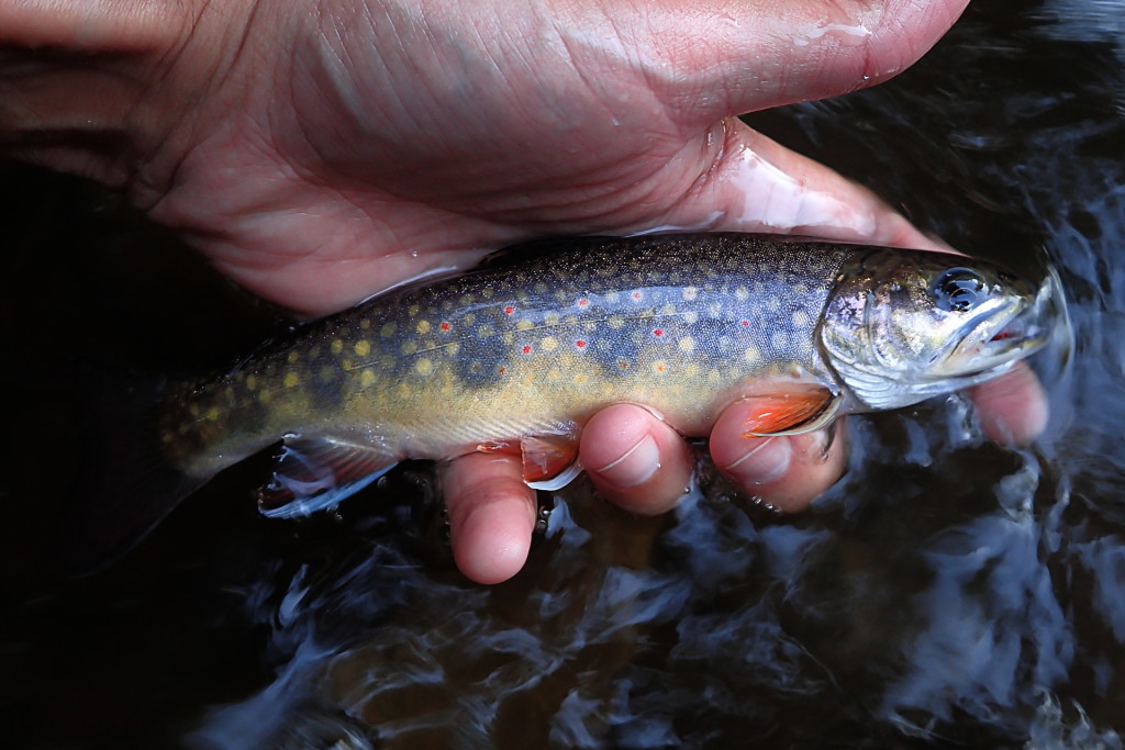 An average small stream southern Ontario Brook Trout.