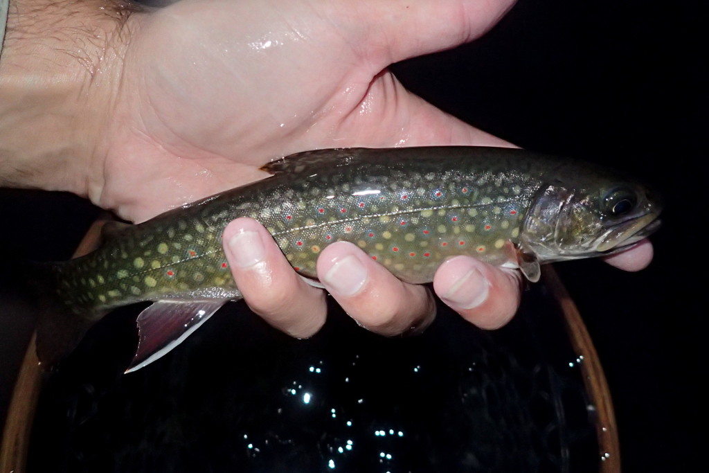 One of a few Brookies caught before calling it a night.