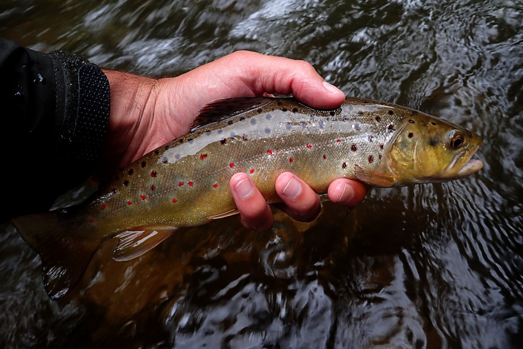 A pretty Brown Trout caught on a March Brown wet fly.