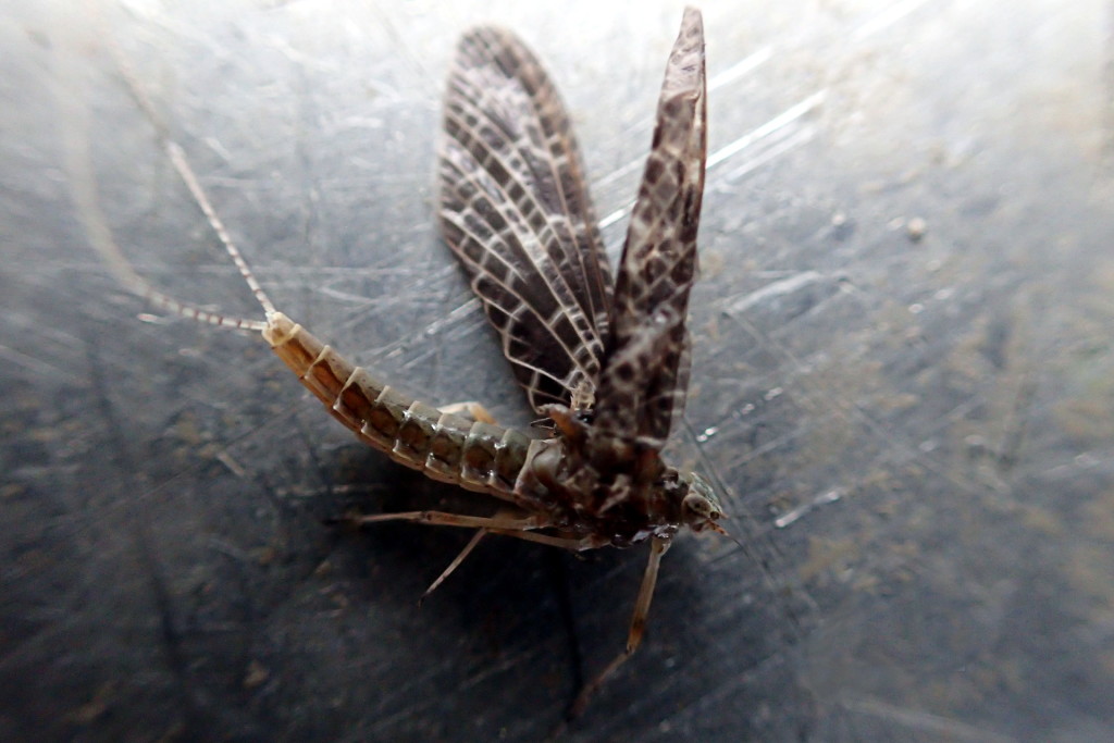 Fish seemed to be picking off a bunch of Callibaetis mayflies like this on the surface.