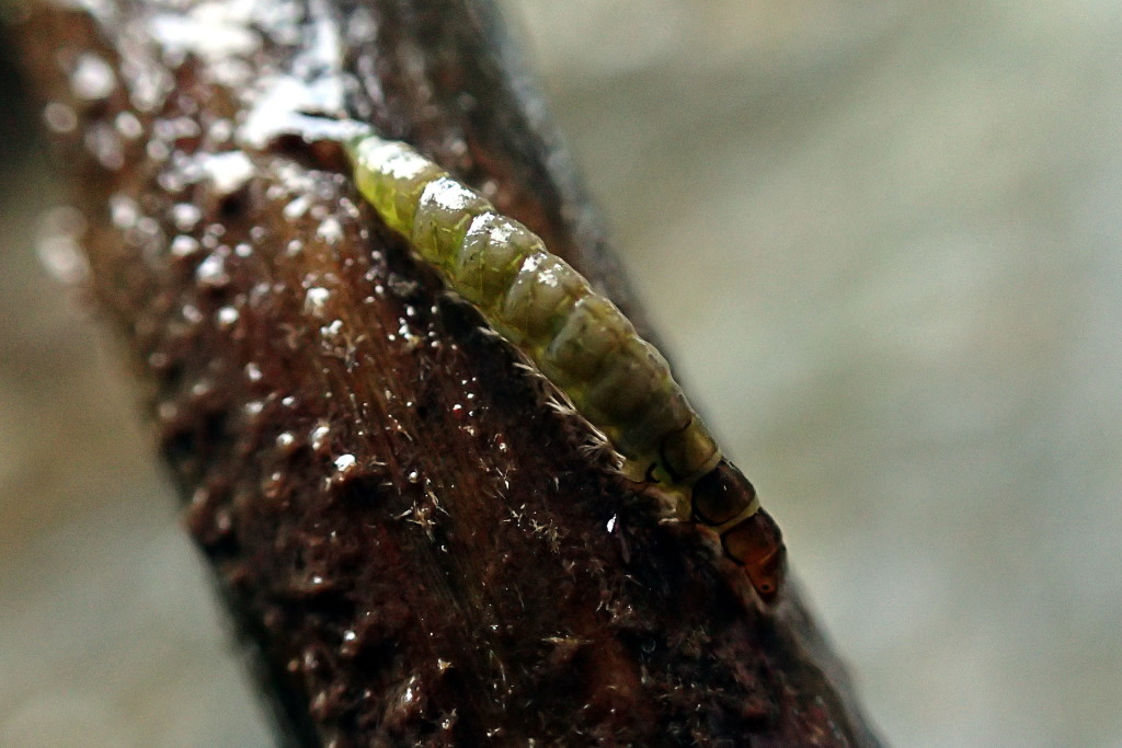 A quick test shot of a Caddis Lava, using the microscope mode of my TG-4.