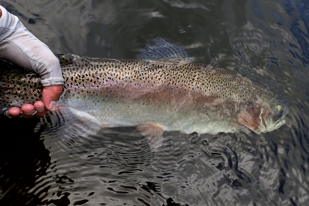 My first Rainbow Trout of the evening, took a good old Pheasant Tail nymph.