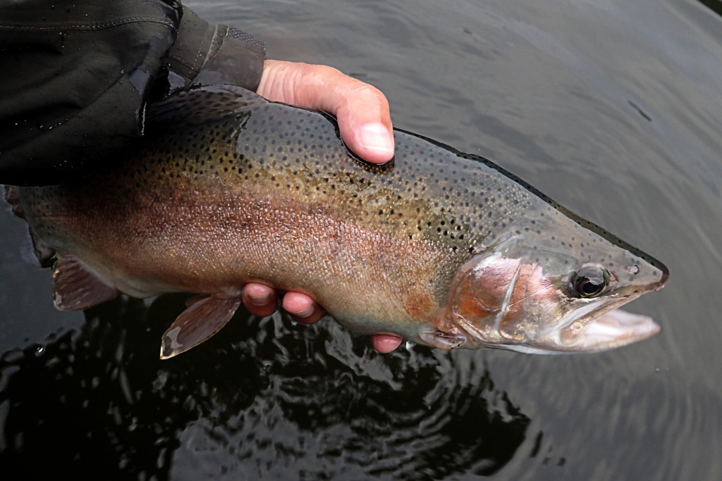 Another thick bodied rainbow trout that fell victim to the Pheasant Tail.