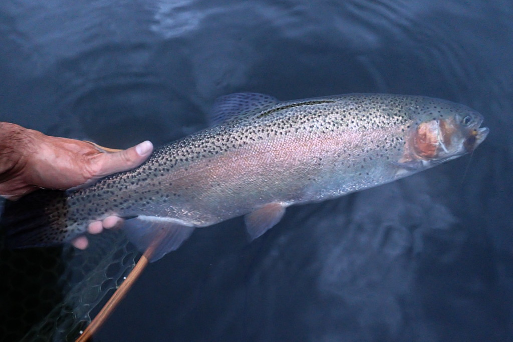 The first Rainbow Trout taken on the indicator portion of my rig: a large foam dry fly.