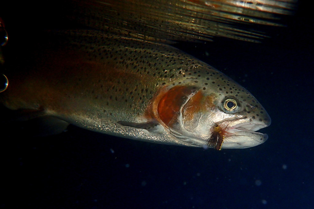 Underwater shot taken before releasing a Rainbow Trout.