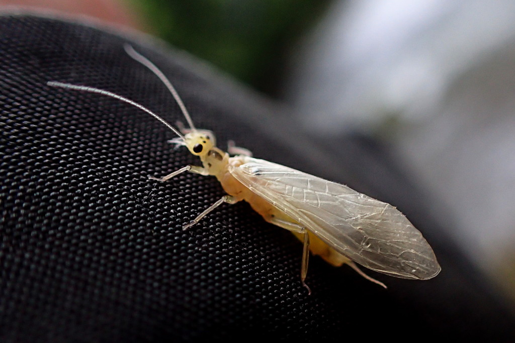 Another macro test shot, this time of a Little Yellow Stonefly that landed on my jacket.
