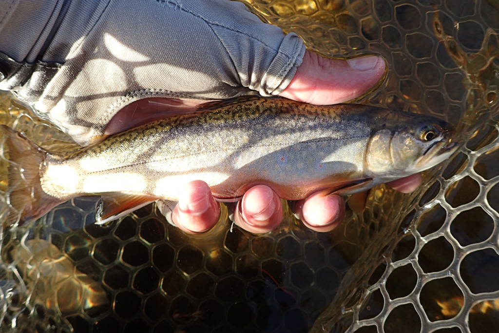 One of a couple nice little brookies.