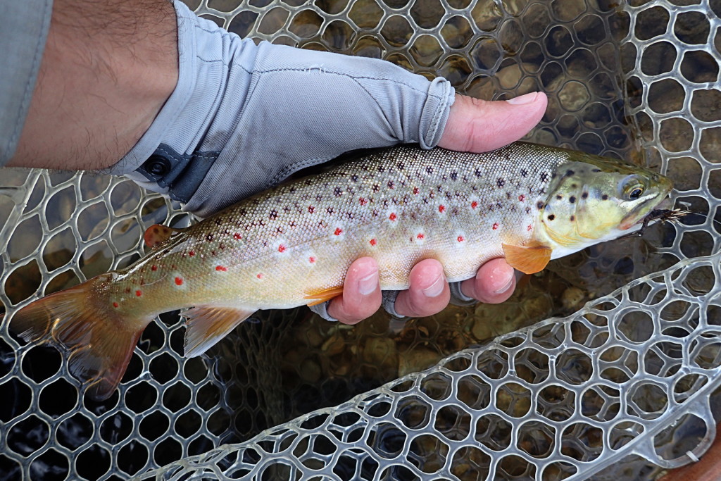 Far from the trout caught a week prior, but I'll take catching browns like this any day.