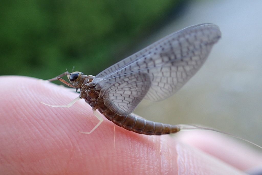 Lots of Isonychia were on the river this evening.