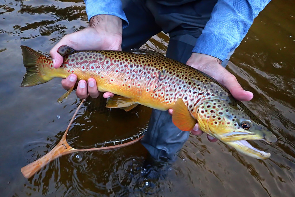 A stunning 22" brown trout.