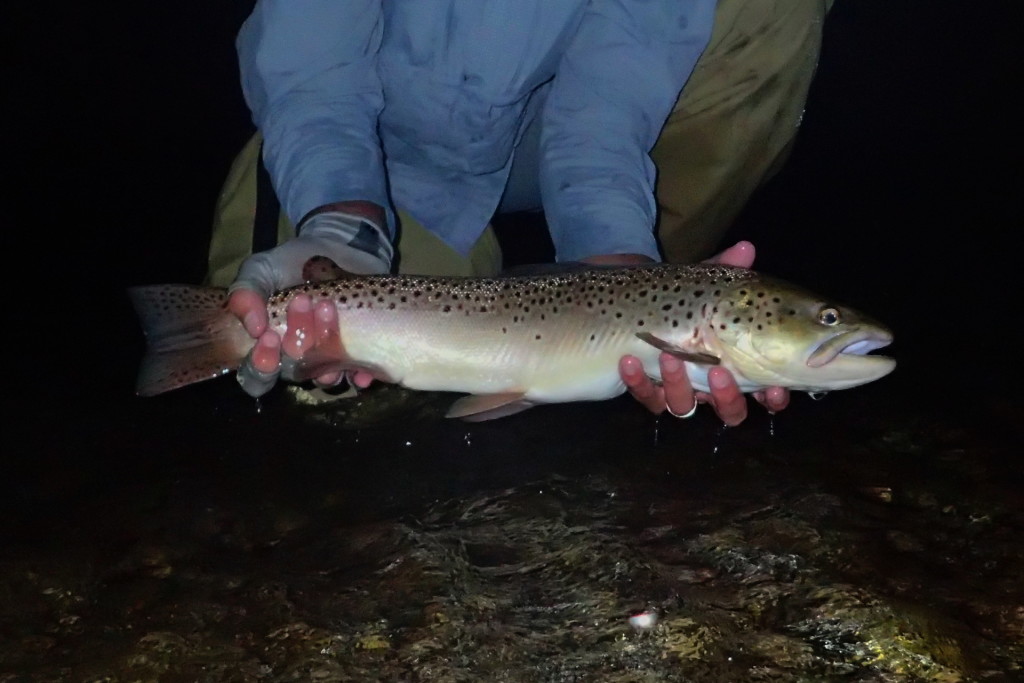 Big brown trout taken on a mouse pattern after dark.