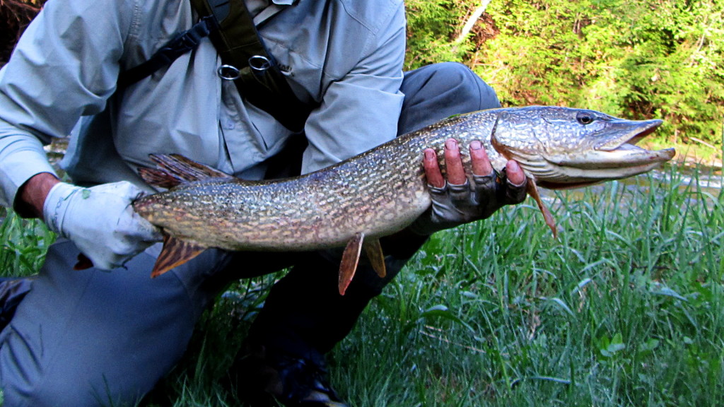 Pike caught (and not released) in the upper Credit trout waters.